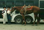 Tammy Braithwaite, Gasahol gelding