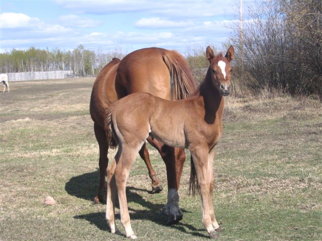 k & k quarter horses