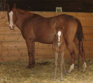 Easily Smashed broodmare