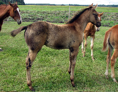 Barrel Prospect for sale