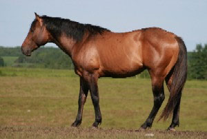 GCH Wild Bird