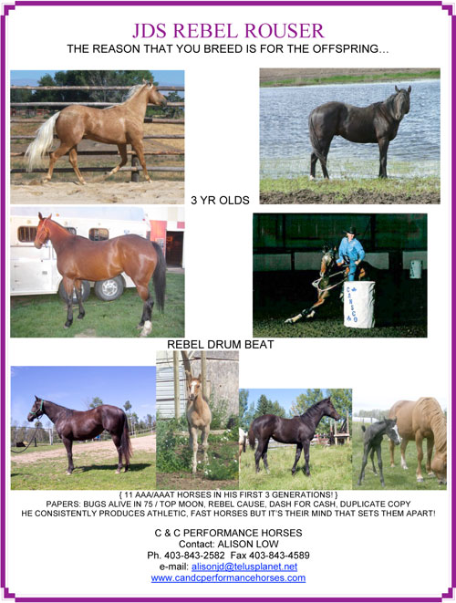 JDS Rebel Rouser - C and C Performance Horses