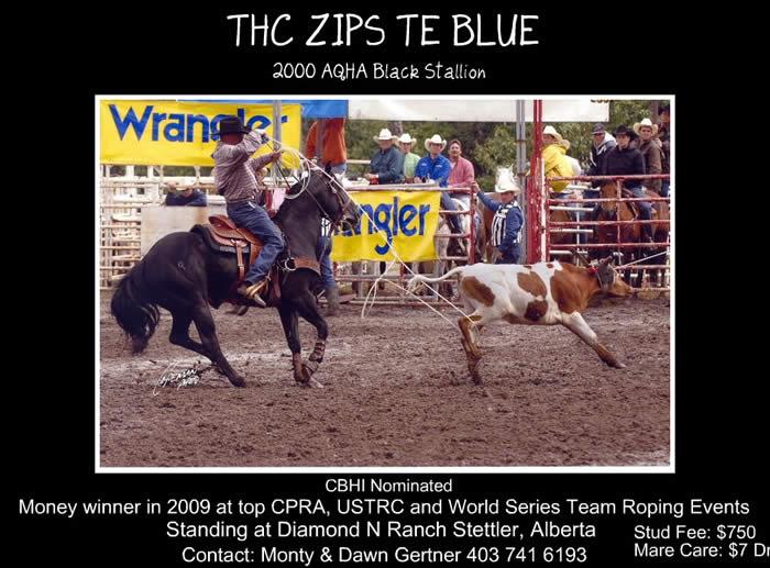 THC Zips Te Blue